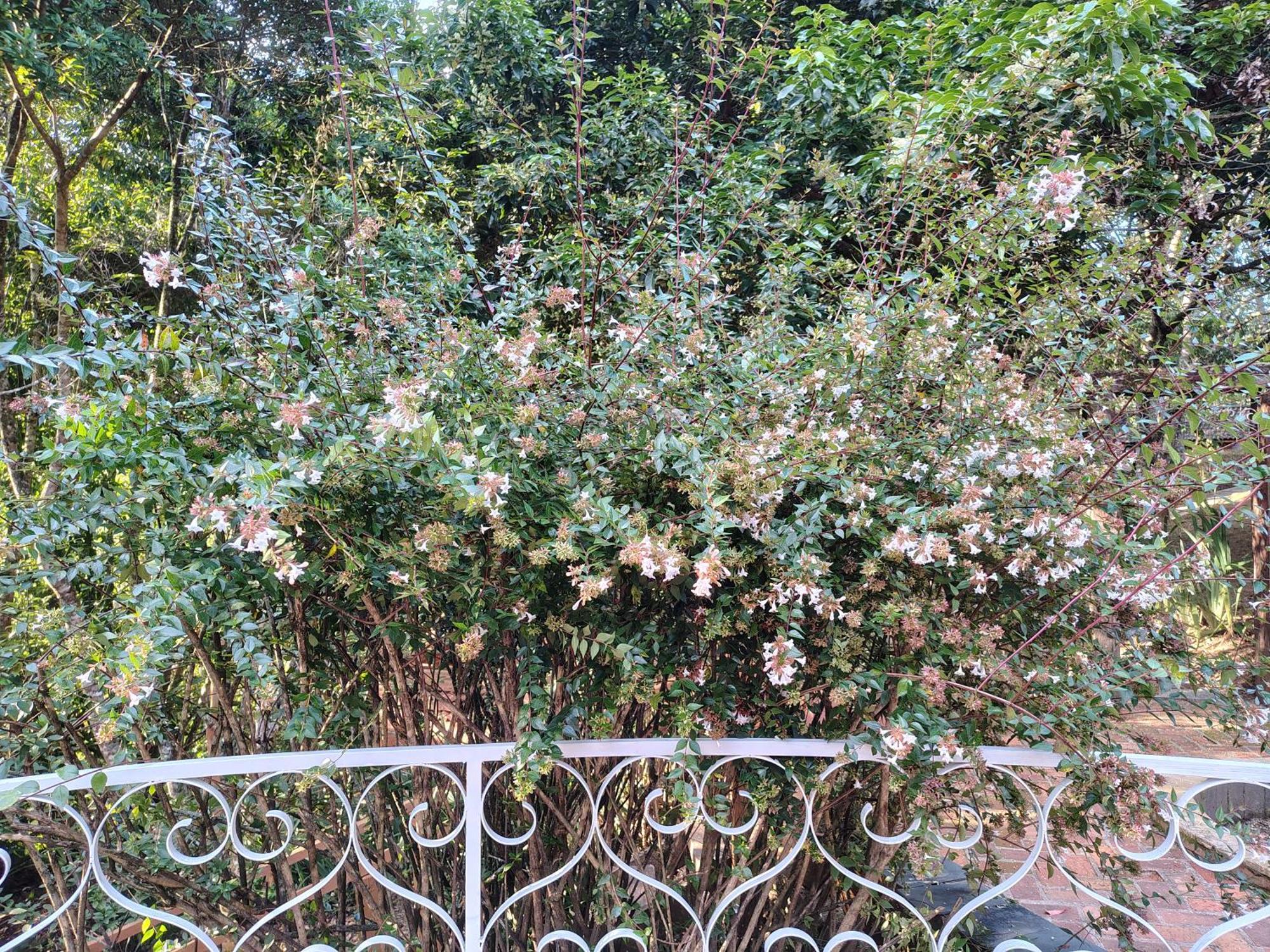 Colina Dos Passaros *
